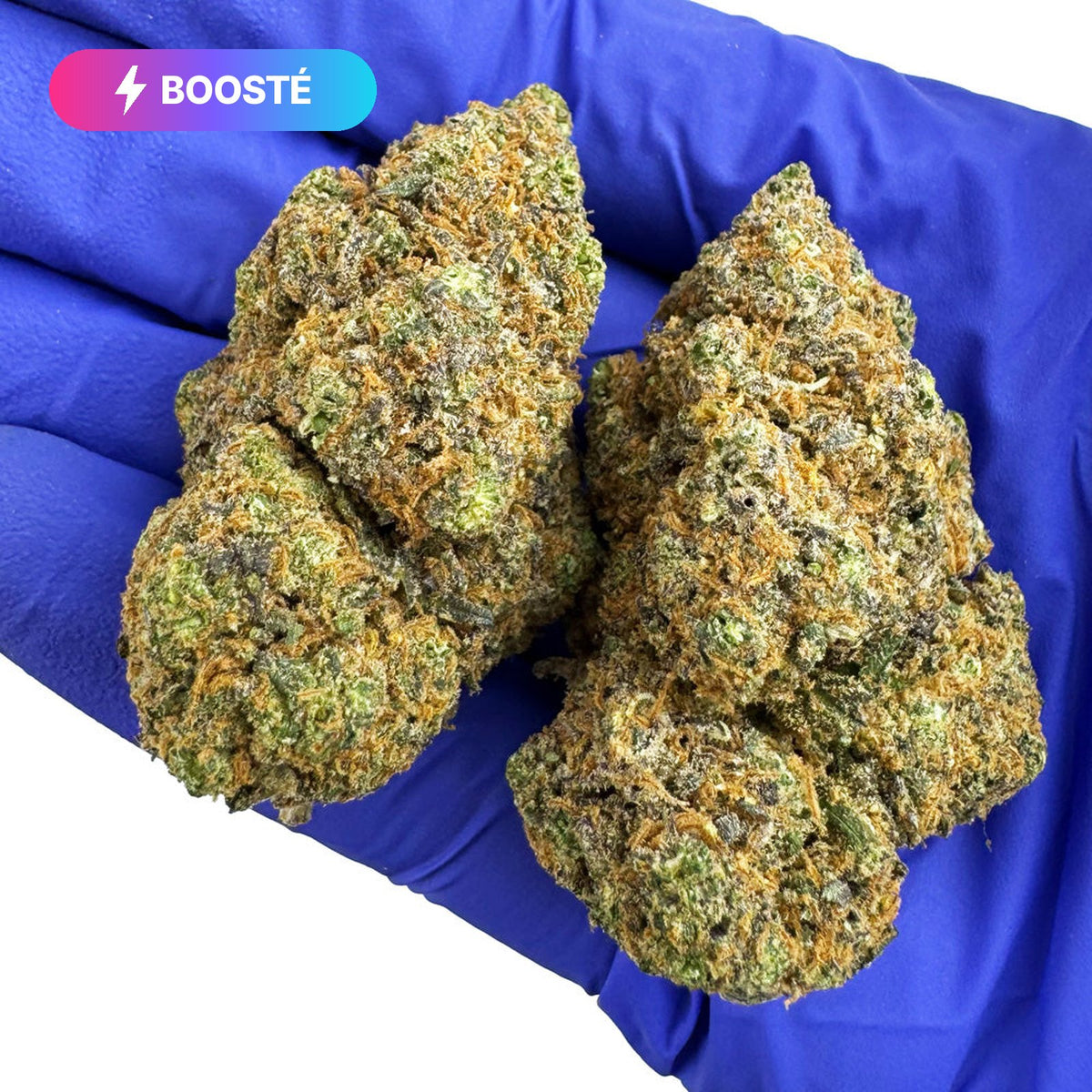 Fleurs – Purple Haze – Indoor – BOOSTÉE – Vrac · photo réelle