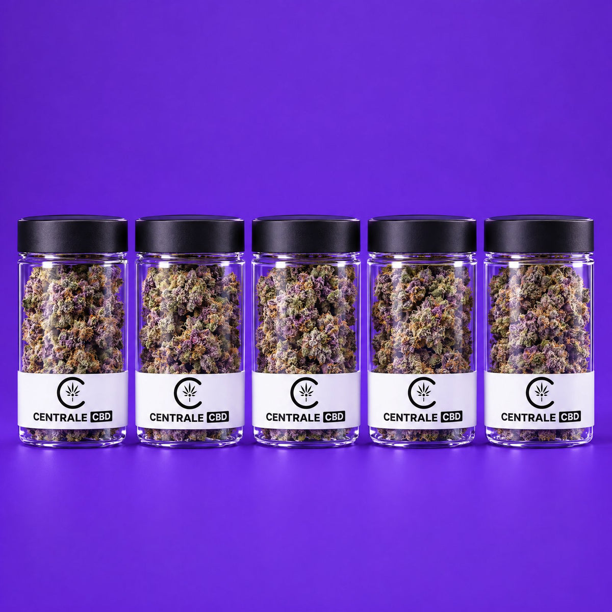 Fleurs – Purple Haze – Indoor – BOOSTÉE – 5 x 2,5 g · pack de 5 pots