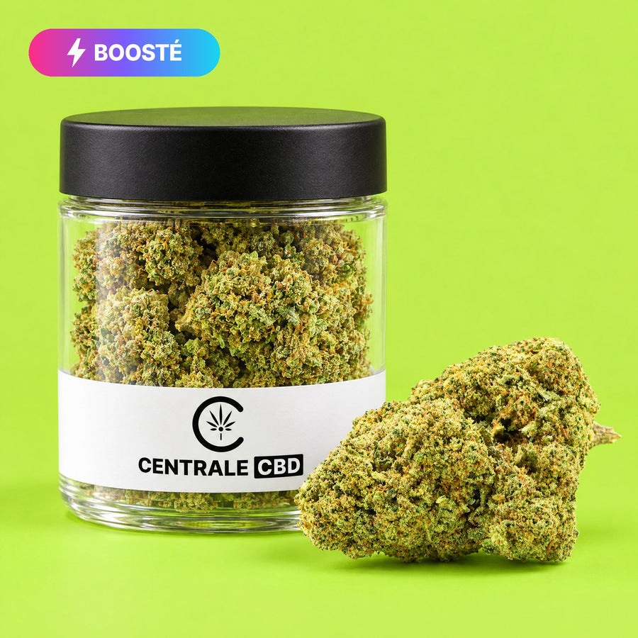 Fleurs – Gelato – BOOSTÉE CBN – 10 x 1,25 g · pot transparent